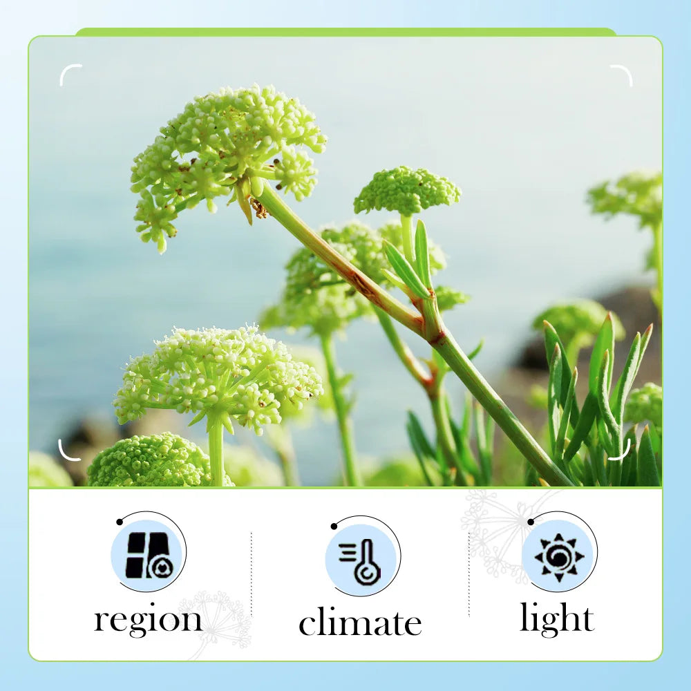 Bioaqua Sea Fennel Hyaluronic